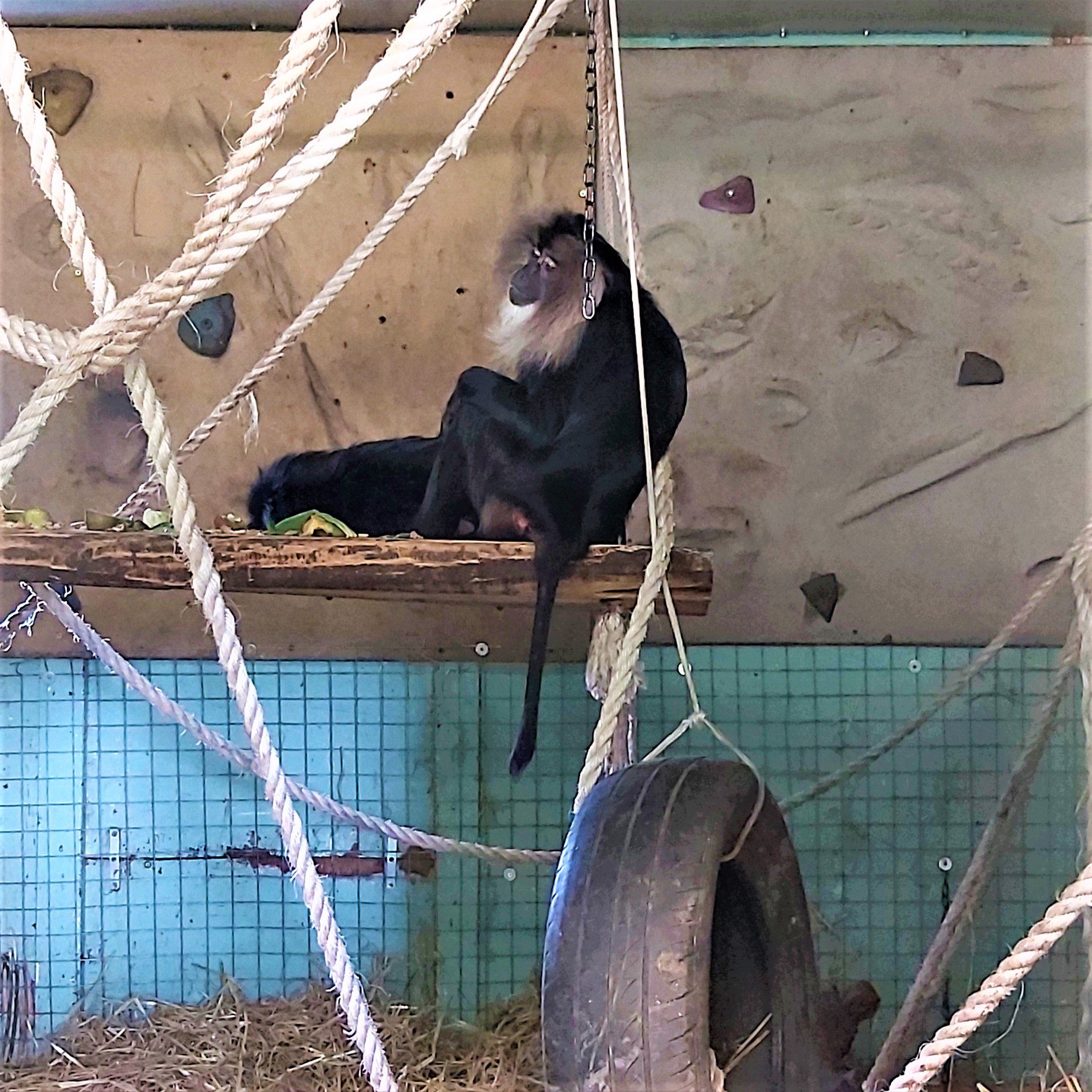 monkey in a zoo enclosure