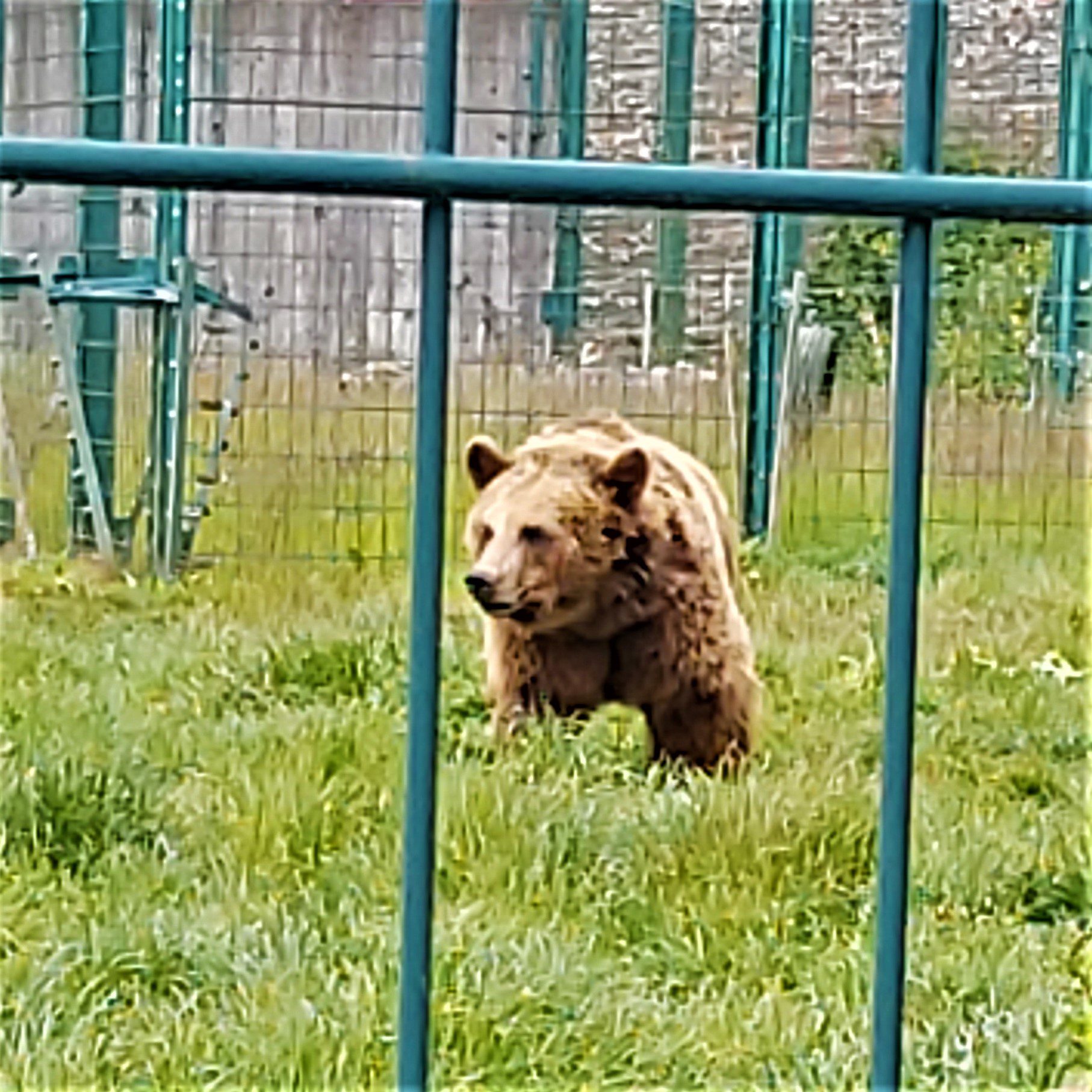 bear in a zoo enclosure