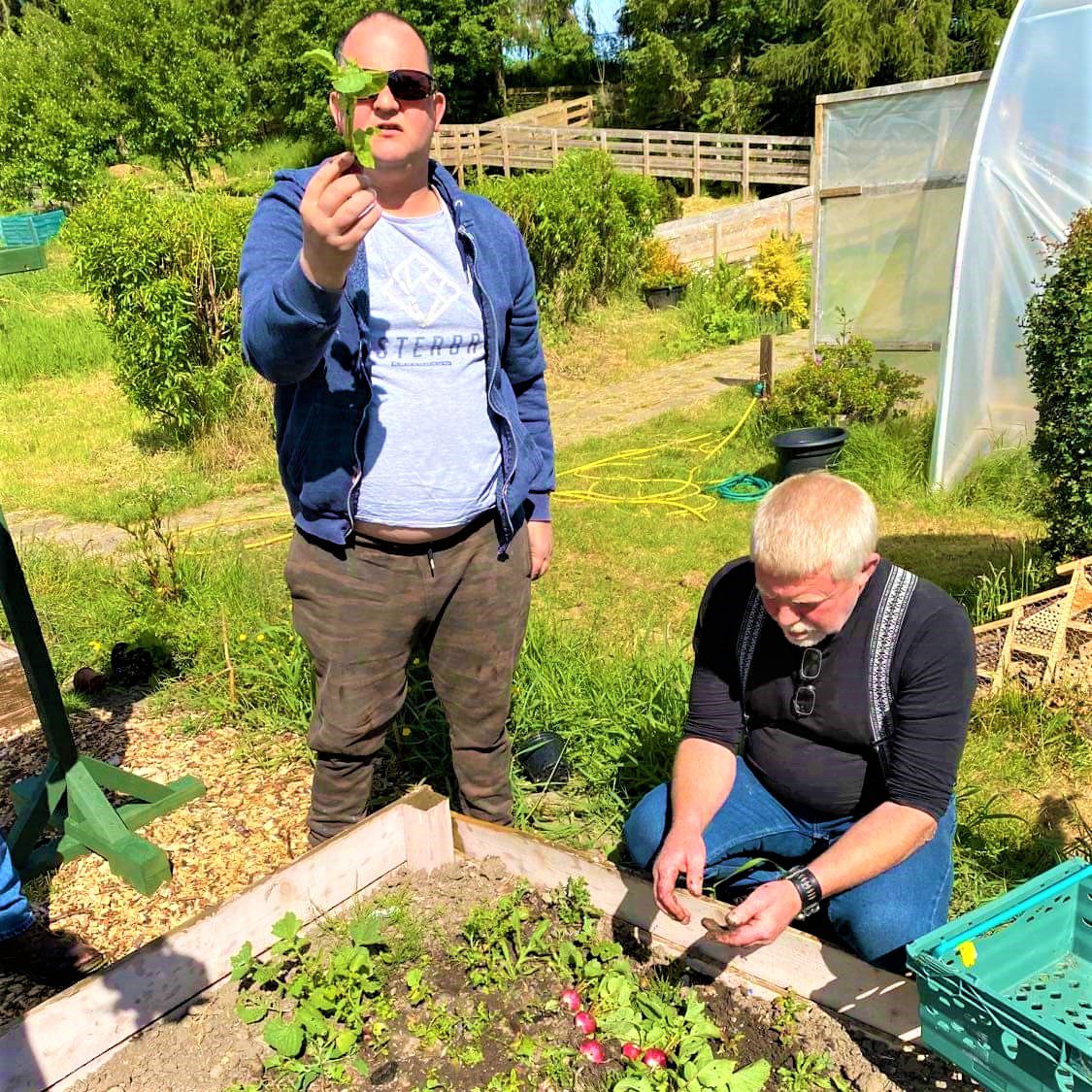 service user and staff picking radishes