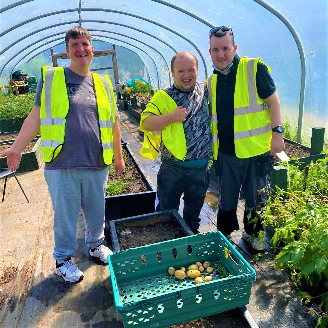 service users picking potatoes